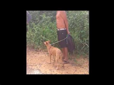 Homem dotado comeu a cachorra e gozou dentro